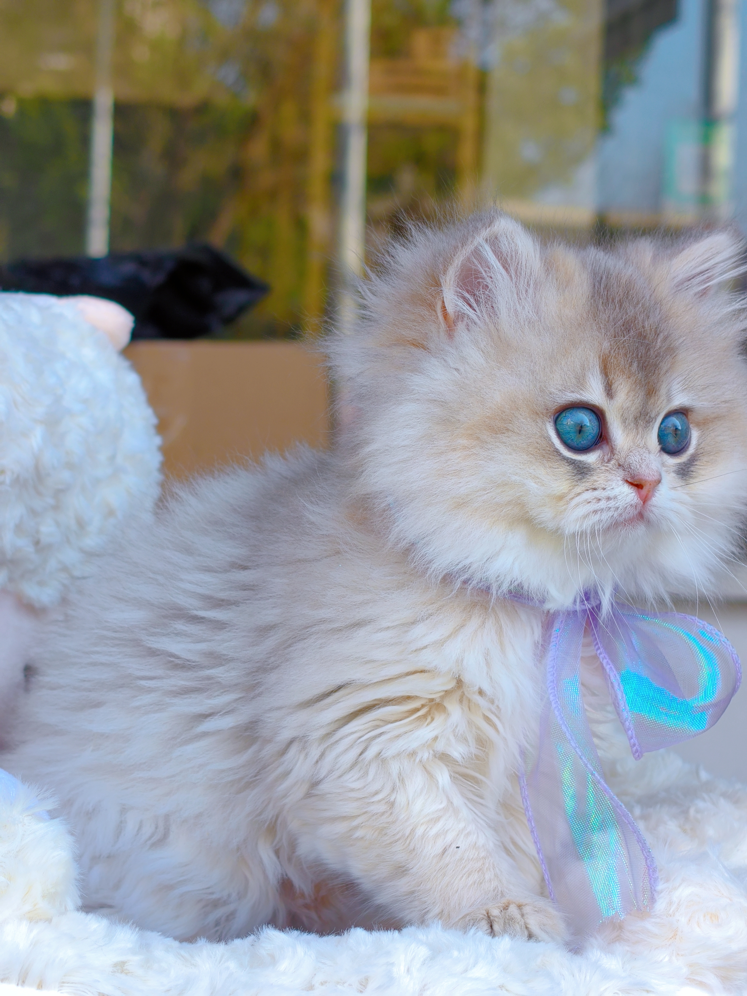 精品长毛蓝金渐层,包邮,送套用品